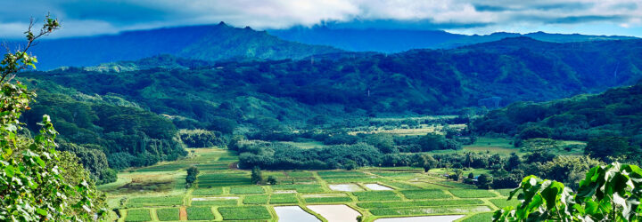 A field of agriculture with a mountain range behind it