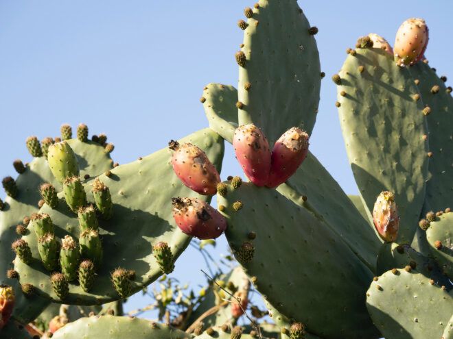 A cactus with its pear fruits