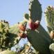 A cactus with its pear fruits
