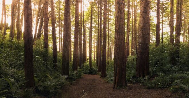 A forest of trees