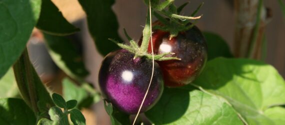 Two purple tomatoes on a vine