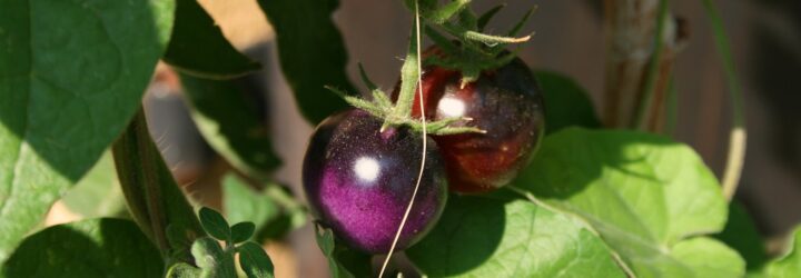 Two purple tomatoes on a vine