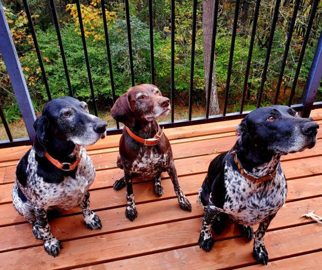 Three dogs with red flea collars sitting on a wooden deck
