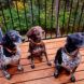 Three dogs with red flea collars sitting on a wooden deck