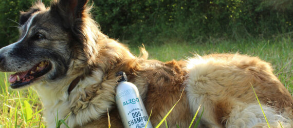 A dog laying on its belly on the grass with a bottle of shampoo leaning against its body