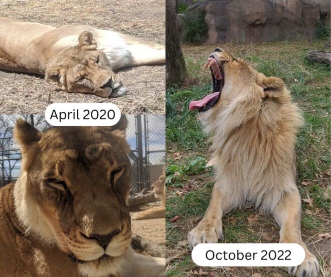 A before and after of a lioness growing a main from April 2020 and October 2022