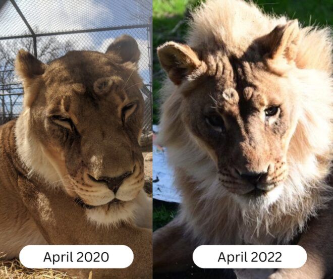 A before and after of a lioness growing a main after two years