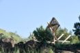 Latticed timber form embedded into lush Arizona desert landscape