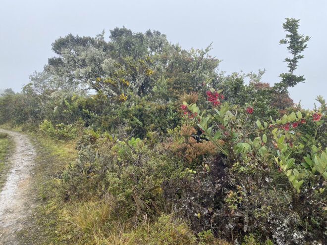 Many shrubs and greenery in the park