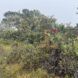 Many shrubs and greenery in the park