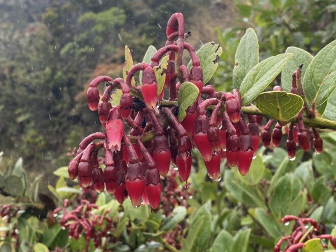 Red flowers that look like bells