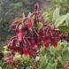 Red flowers that look like bells