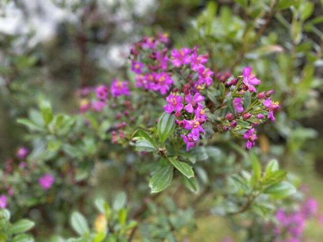 Pink flowers within the park