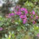 Pink flowers within the park