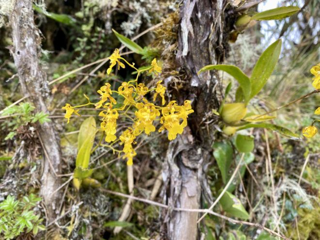 Small, yellow orchids
