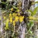 Small, yellow orchids