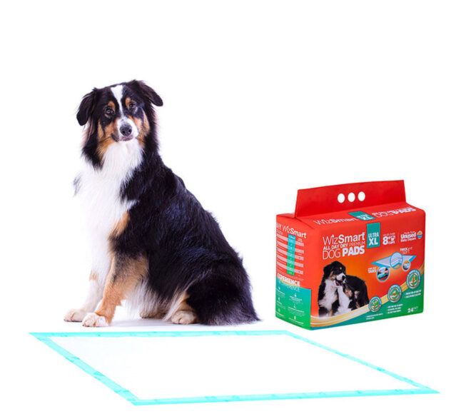 Border collie sitting in front of a dog pad