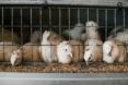 Chickens in a small cage