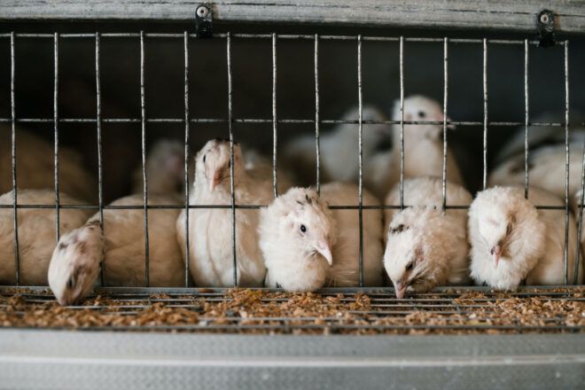Chickens in a small cage