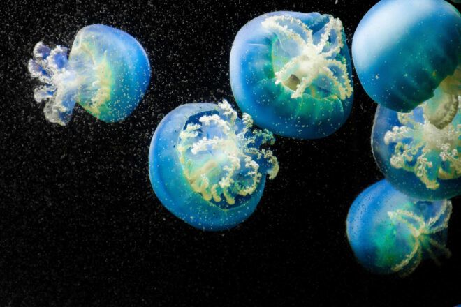Jellyfish that look blue and yellow