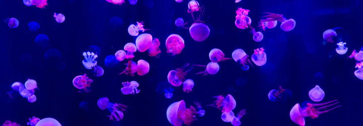 Jellyfish in dark water illuminated