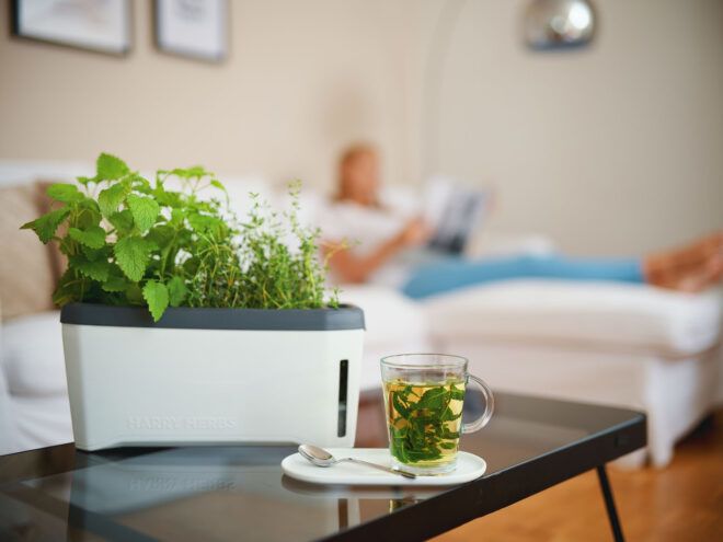 The planter sitting and growing herbs indoors