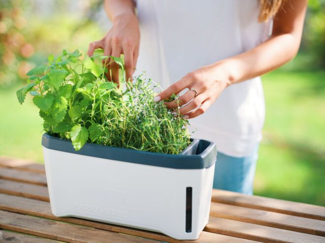 Someone trimming the herbs in the Harry Herbs planter