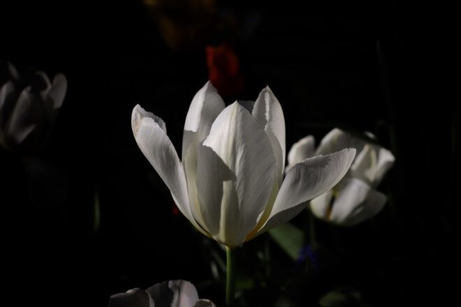 White tulips at night