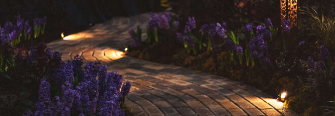 Illuminated walkway at night with purple flowers