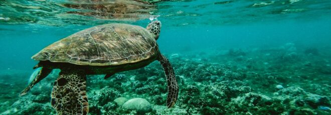 A sea turtle meandering around underwater