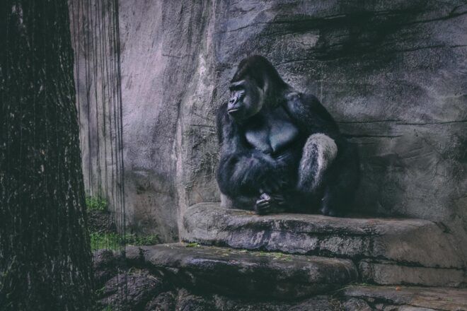 A mountain gorilla sitting on a ledge
