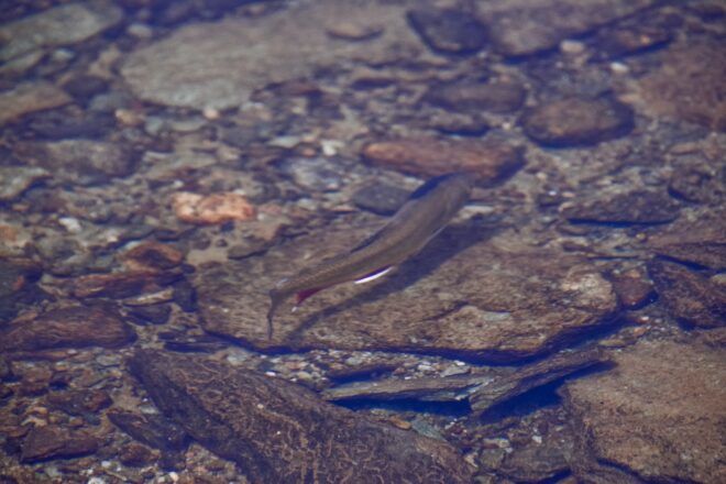 A freshwater fish swimming over rocks in the water