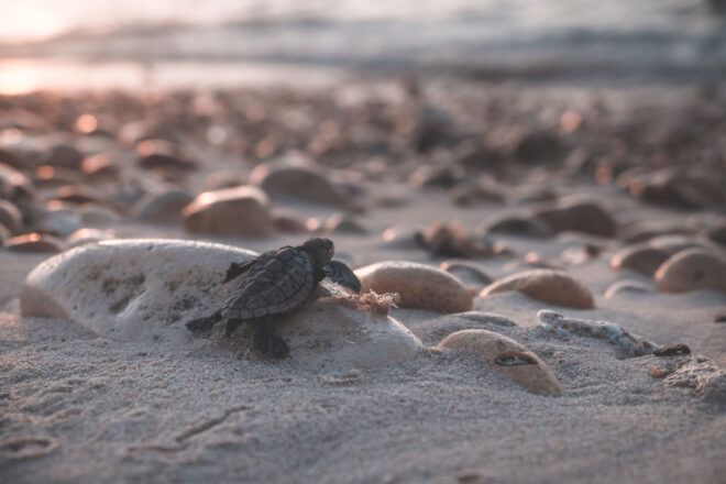 Baby turtle on a beach