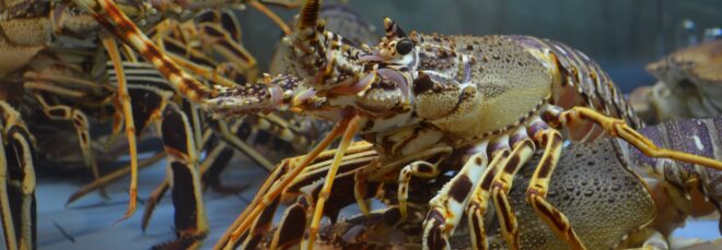 Lobster chilling under the water