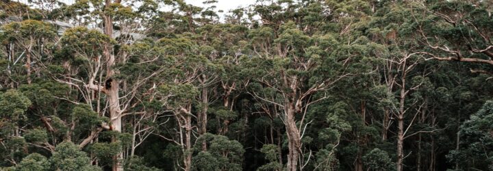 A canopy of trees in a rainforest