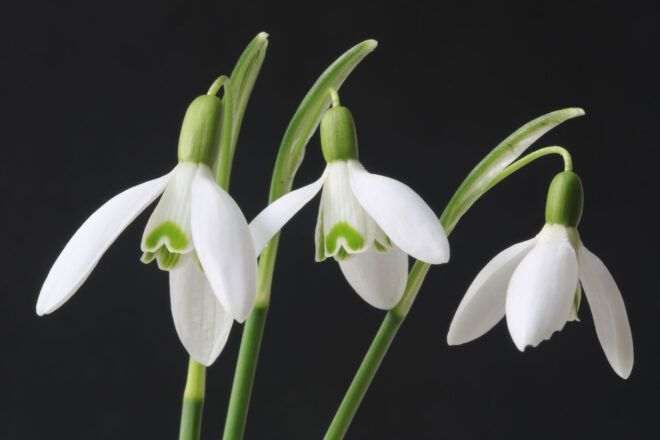 Three snowdrop flowers