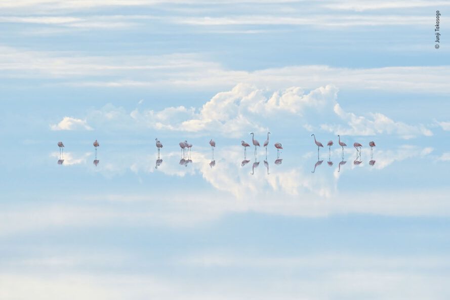 Surreal scene of flamingos in water reflecting the sky