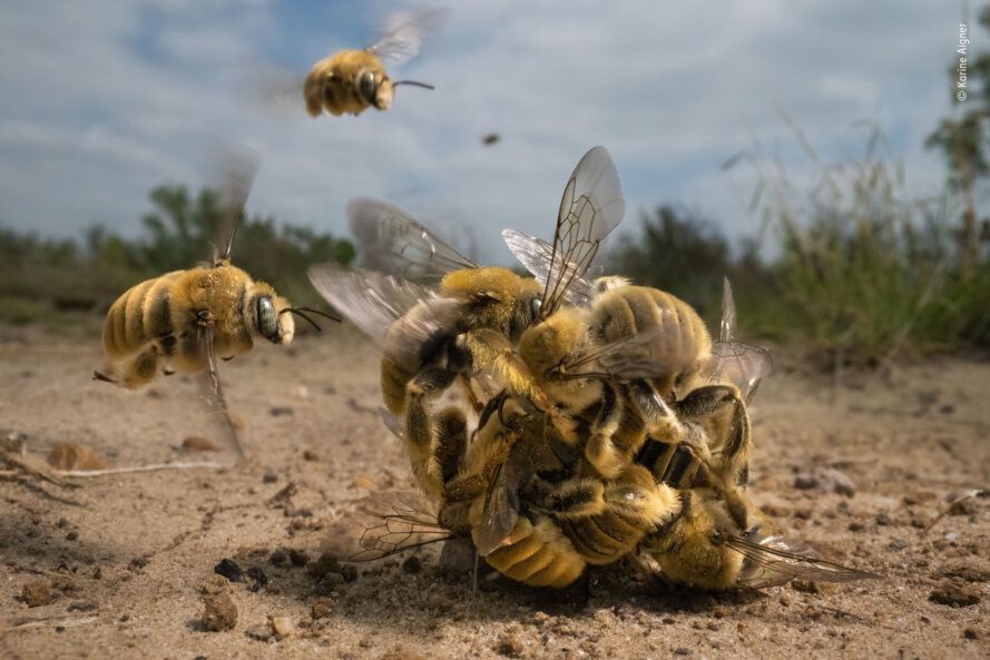 Bees in a clump vying to mate