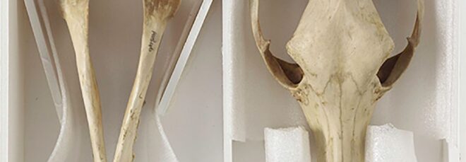 Two parts of a tasmanian devil bones, a skull and a body bones
