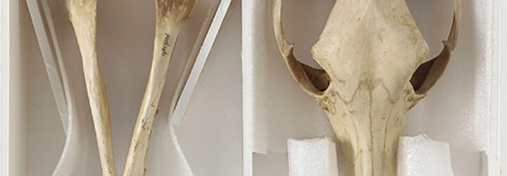 Two parts of a tasmanian devil bones, a skull and a body bones