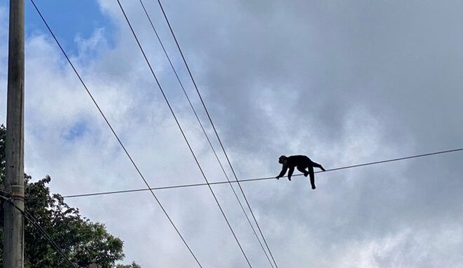 Monkey crossing a telephone line
