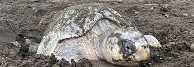A turtle buried in the sand