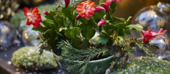 A green plant with red flowers called a Christmas cactus