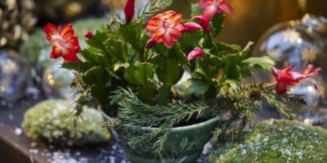 A green plant with red flowers called a Christmas cactus