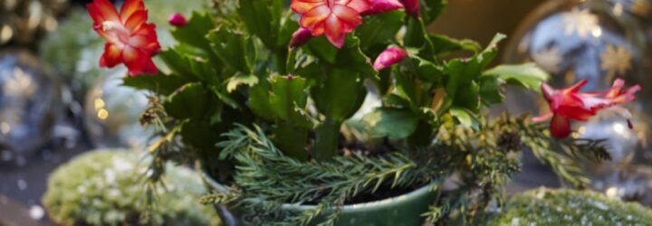 A green plant with red flowers called a Christmas cactus