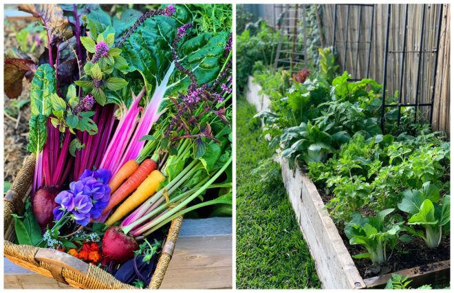 Images of crops and vegetables