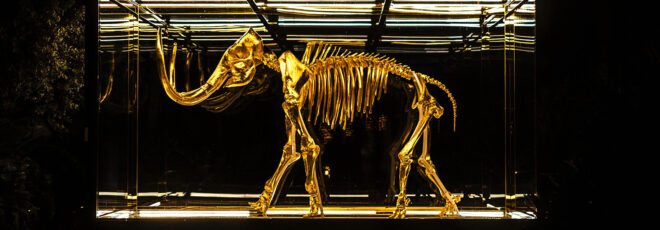 A mammoth fossil in a glass case