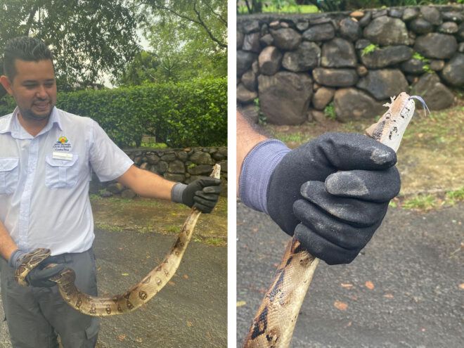 Man holding a boa constrictor