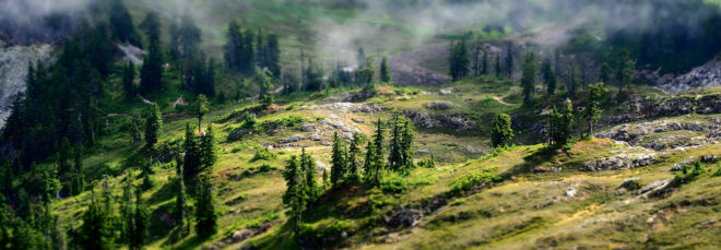 A forest range hill landscape with low clouds