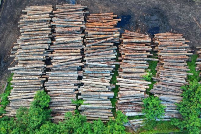 Logs piled up from deforestation